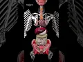 Download Lagu De mythe over ribben ontkracht 🤔