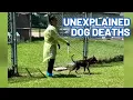 Unexplained dog deaths closes animal control