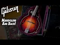 Download Lagu NEW 2023 Gibson F-5G Mandolin Review: Unbelievable Price Drop - Best Value Mandolin?