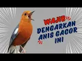 Download Lagu Anis Merah Official 37 | Banyak yang LANGSUNG BUNYI mendengar pancingan Anis Merah ini buktikan dala