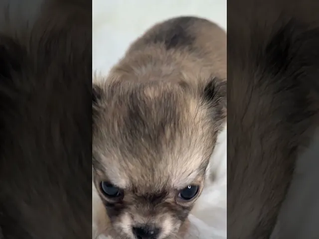 動画
