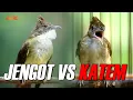 Download Lagu MASTERAN  KAPAS TEMBAK VS CUCAK JENGGOT