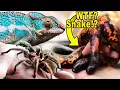 Florida Pet Shop has Reptiles You ve Never Seen