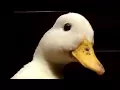 Download Lagu quack.mp4