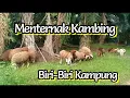 Download Lagu Penternakan Kambing Biri-Biri Kampung