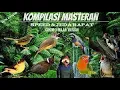Download Lagu Masteran KOMBINASI 10 in 1 full isian suara jernih gak bikin stres Video Asli