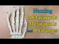 Naming Metacarpals Metatarsals and Phalanges