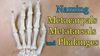 Naming Metacarpals Metatarsals and Phalanges