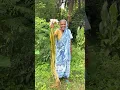 Download Lagu Cooking Masoor Dal with Water Lily | Bengali Comfort Food #shorts #cooking #recipe #villagefood