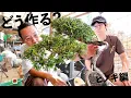 Download Lagu ヒノキの変わり木？文人木風の桧をどう作る？【盆栽Q】