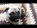 Found a Lost Puppy let s get it back home - Pug Puppy Found in Tucson