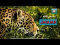 Download Lagu Sadis...!!  suara Jaguar ( macan Tutul)..