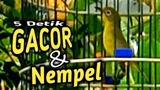 Download Suara Burung Kecial Kuning Gacor Paling Ampuh Untuk Masteran Kecial Kuning Agar Cepat Nempel MP3