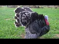 Mary s Heritage Turkey