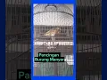 Download Lagu Pancingan/Masteran Gacorr Untuk Burung Manyar Kepala Emas.!!!