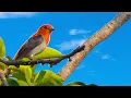 Download Lagu Suara Burung Kemade Alami Gacor