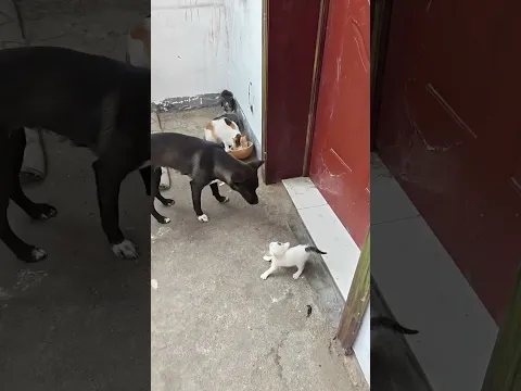 angry cats mafia #funny #dogcommunication #pets #pawsn #petsempire