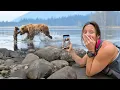Download Lagu Face to Face with Wild Brown Bears in Alaska!