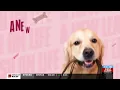 A new leash on life Olive and Sheba are looking for their furever homes