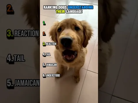 RANKING DOGS UNDERSTANDING THEIR LANGUAGE 🐶#usa