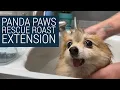 Panda Paws Rescue Roast Extended