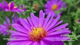 مخالف سه گاه بسیار زیبای استاد اسدالله ملک به همراه اساتید شریف و جهانگیر ملک دندنها