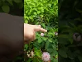 Download Lagu Why to TOUCH ME NOT Mimosa pudica #plants?