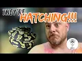 Carpet Python Eggs Are Hatching Fresh Babies Everywhere