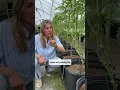 Download Lagu Stop growing tomatoes if you aren’t doing this 🍅 Pruning will give you 5x more! #tomato #garden