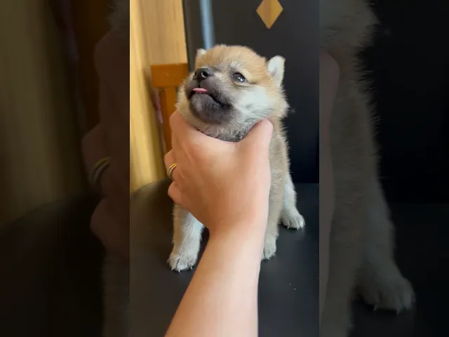 動画