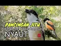 Download Lagu Suara Cendet Gacor Toet toet Paling Ampuh Untuk Merangsang Cendet Lain Agar Nyaut Emosi