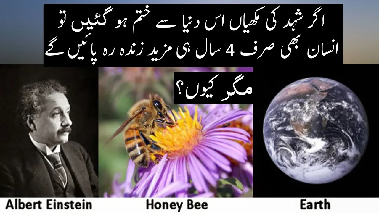 Einstein And The Bees | Why Should We Worried ? | Urdu / Hindi