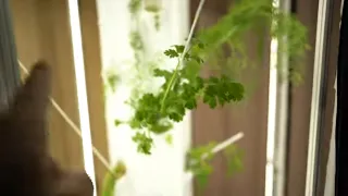 Let's Grow All our Veg Indoors! Year Round- Aerospring Hydroponic Indoor Garden Setup
