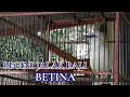 Download Lagu BEDA JALAK BALI JANTAN DAN BETINA SAAT GACOR