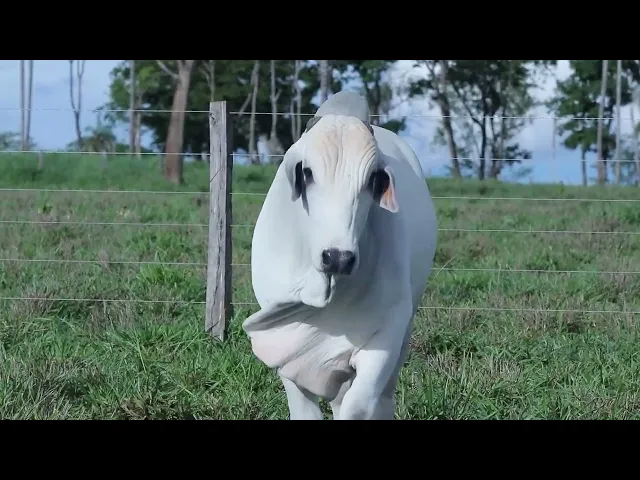 Touro Nelore OCT - 169