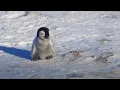 Download Lagu Baby Penguin Tries To Make Friends | Snow Chick: A Penguin's Tale | BBC Earth