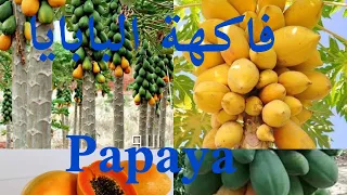 البابايا        تعرفوا على اسرار زراعتها وكيف نميز الذكر عن الانثى دندنها