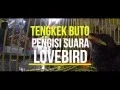 Lagu DUNIA HOBI : Tengkek Buto Gacor Pengisi Suara Lovebird Jadi Ngekek Panjang