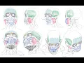 Anatomy Study Stream 6