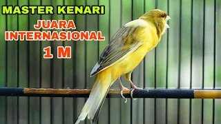  masteran kenari juara internasional 1m kenari master kenariyorkshire international