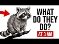 What Raccoons Do in Your Yard at Night You ve Never Seen This