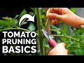 Download Lagu How to Prune Tomatoes for Maximum Yield and Plant Health