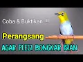 PLECI GACOR suara ngalas ngotot - MASTERAN PLECI || Perangsang bunyi agar PLECI bongkar isian.
