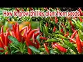 Download Lagu How to grow chilies plant from seeds / Growing Chilies peppers from seeds (Beginning till harvest)