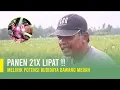 Download Lagu BUDIDAYA BAWANG MERAH DARI AWAL SAMPAI PANEN