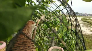 pikat perkutut si mon