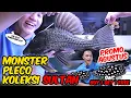 PLECO - PLECO SIZE MONSTER UARU PANDA Altum Orinoco SWC STINGRAY BUY 1 Get 1 FREE