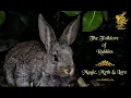 THE FOLKLORE OF RABBITS - Bunny Mythology Legend Superstition Lore No AI Folklore History