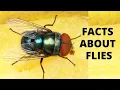 10 Things You Didn t Know About Flies Housefly Facts Interesting Facts for Kids