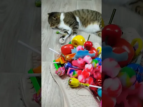 Cat Barsik 🔥 More Balls Domino ❤ Reverse video #marblerunandmore #cat #reverse